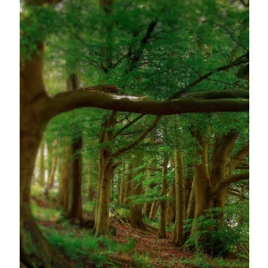 Keiko Mecheri Precious Forest