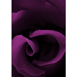 Amouroud Midnight Rose